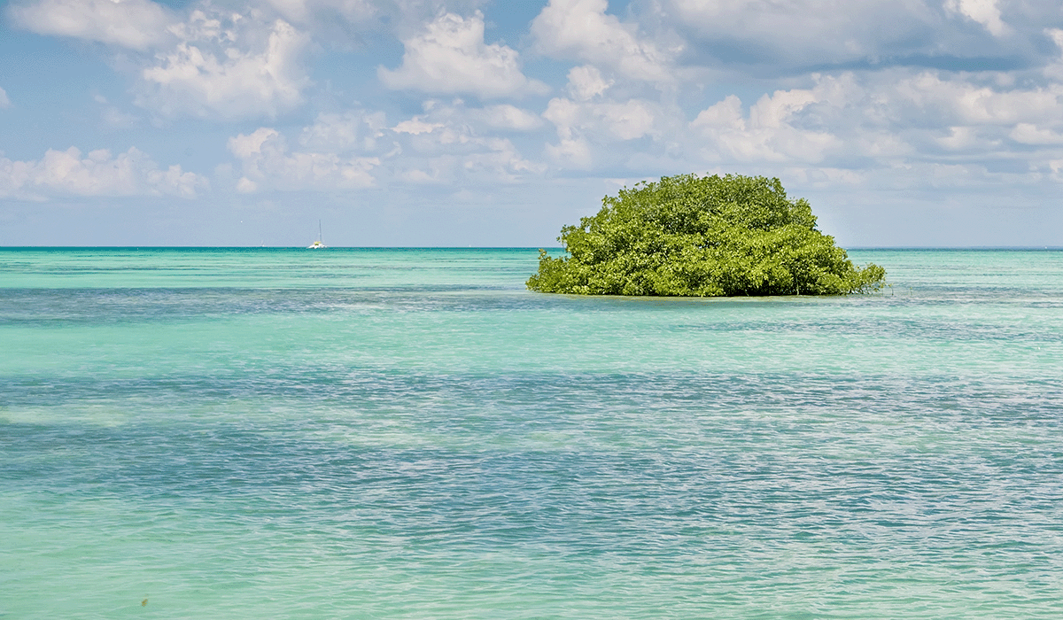 Haiti's deforestation causes, consequences, and solutions